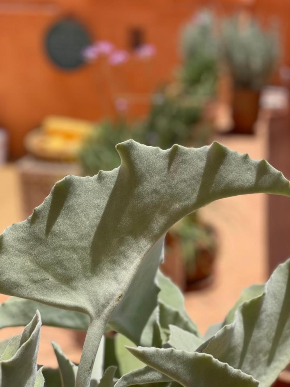 Dar El Qadi Hotell Marrakesh Eksteriør bilde